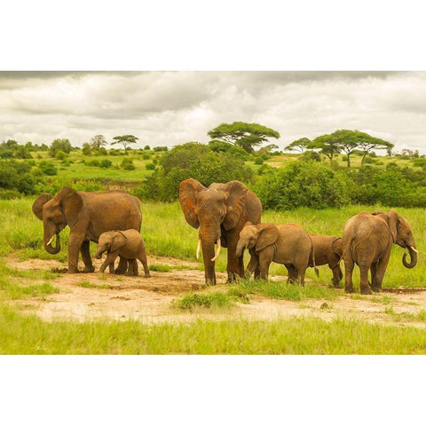 Africa-Tanzania-Tarangire National Park African elephant adults and young  Black Modern Wood Framed Art Print by Jaynes Gallery