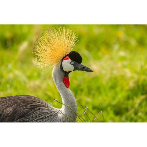 Africa-Tanzania-Ngorongoro Crater Crowned crane bird close-up  White Modern Wood Framed Art Print by Jaynes Gallery