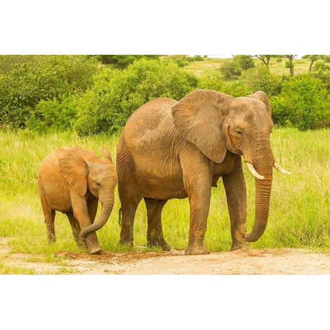 Africa-Tanzania-Tarangire National Park African elephant adult and baby  Black Modern Wood Framed Art Print by Jaynes Gallery