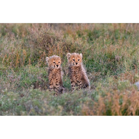 Africa-Tanzania-Serengeti National Park Baby cheetahs close-up  Black Modern Wood Framed Art Print with Double Matting by Jaynes Gallery