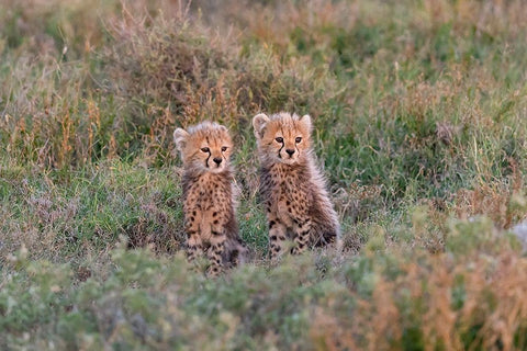 Africa-Tanzania-Serengeti National Park Baby cheetahs close-up  Black Ornate Wood Framed Art Print with Double Matting by Jaynes Gallery
