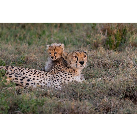 Africa-Tanzania-Serengeti National Park Mother cheetah and baby  Black Modern Wood Framed Art Print with Double Matting by Jaynes Gallery