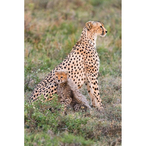 Africa-Tanzania-Serengeti National Park Mother cheetah and baby  Black Modern Wood Framed Art Print by Jaynes Gallery