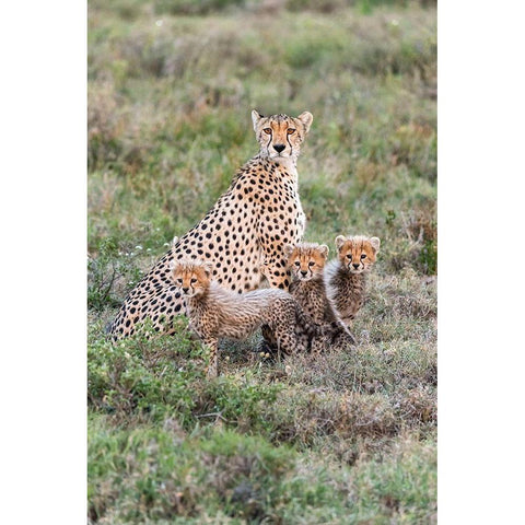 Africa-Tanzania-Serengeti National Park Mother cheetah and young  Black Modern Wood Framed Art Print by Jaynes Gallery