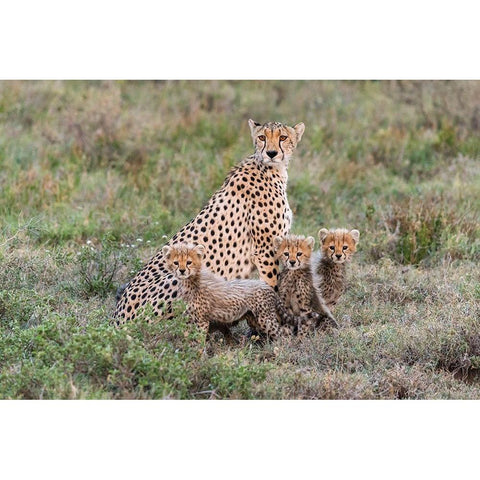 Africa-Tanzania-Serengeti National Park Mother cheetah and young  Black Modern Wood Framed Art Print by Jaynes Gallery