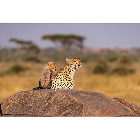 Africa-Tanzania-Serengeti National Park Mother cheetah and baby  Black Modern Wood Framed Art Print by Jaynes Gallery