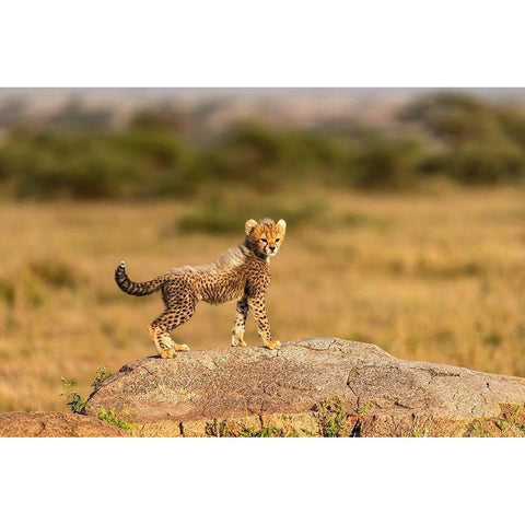 Africa-Tanzania-Serengeti National Park Baby cheetah on boulder  Black Modern Wood Framed Art Print by Jaynes Gallery