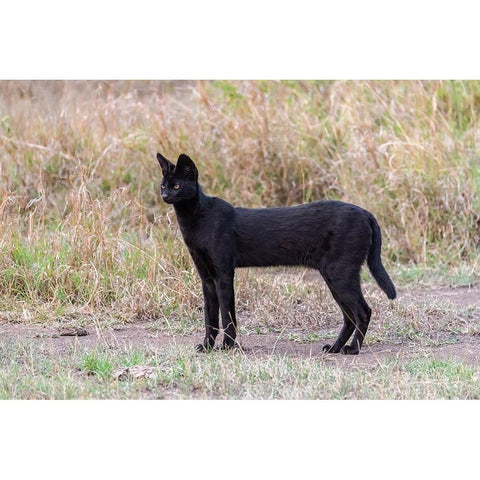 Africa-Tanzania-Serengeti National Park Black serval cat in grass  Black Modern Wood Framed Art Print by Jaynes Gallery