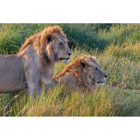 Africa-Tanzania-Serengeti National Park Male lions close-up  Black Modern Wood Framed Art Print with Double Matting by Jaynes Gallery