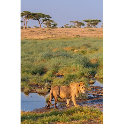 Africa-Tanzania-Serengeti National Park Male lion and water  Black Modern Wood Framed Art Print by Jaynes Gallery