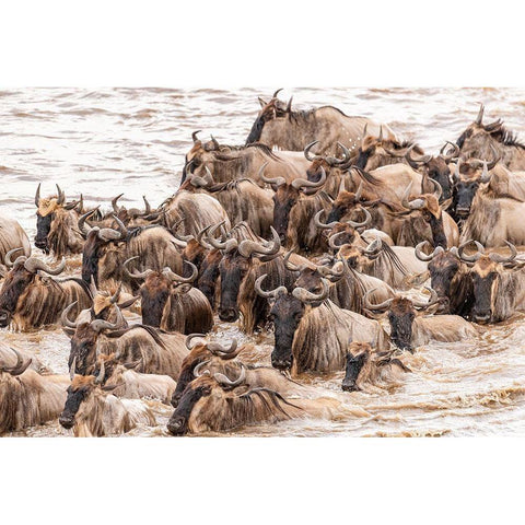 Africa-Tanzania-Serengeti National Park Wildebeests crossing Mara River  White Modern Wood Framed Art Print by Jaynes Gallery