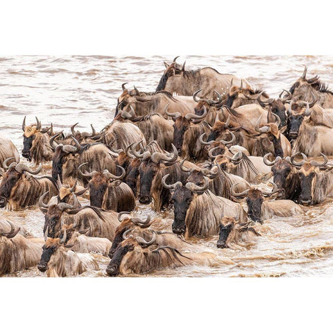 Africa-Tanzania-Serengeti National Park Wildebeests crossing Mara River  Black Modern Wood Framed Art Print by Jaynes Gallery