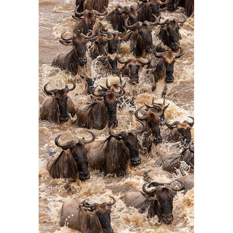 Africa-Tanzania-Serengeti National Park Wildebeests crossing Mara River  Black Modern Wood Framed Art Print by Jaynes Gallery