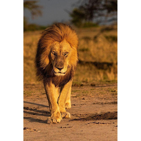Africa-Tanzania-Serengeti National Park Male lion close-up  White Modern Wood Framed Art Print by Jaynes Gallery