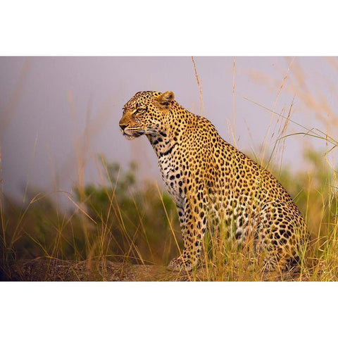 Africa-Tanzania-Serengeti National Park Close-up of leopard resting  Gold Ornate Wood Framed Art Print with Double Matting by Jaynes Gallery