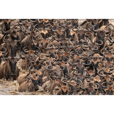 Africa-Tanzania-Serengeti National Park Wildebeests crossing Mara River  Black Modern Wood Framed Art Print by Jaynes Gallery