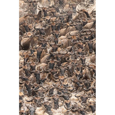 Africa-Tanzania-Serengeti National Park Wildebeests crossing Mara River  Black Modern Wood Framed Art Print with Double Matting by Jaynes Gallery