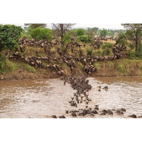 Africa-Tanzania-Serengeti National Park Wildebeests crossing Mara River  Black Modern Wood Framed Art Print by Jaynes Gallery