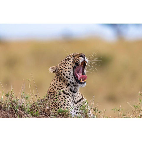 Africa-Tanzania-Serengeti National Park Yawning leopard  Black Modern Wood Framed Art Print by Jaynes Gallery