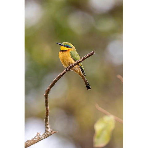 Africa-Tanzania Little bee-eater bird on limb  Black Modern Wood Framed Art Print with Double Matting by Jaynes Gallery