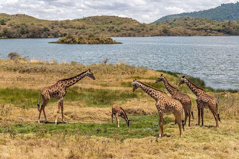 Africa-Tanzania-Serengeti National Park Giraffes on plain  White Modern Wood Framed Art Print with Double Matting by Jaynes Gallery