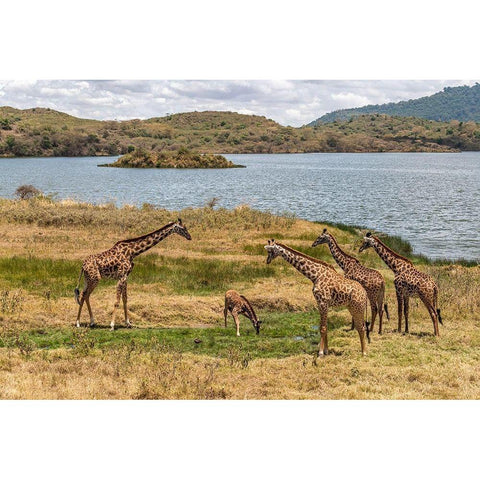Africa-Tanzania-Serengeti National Park Giraffes on plain  Black Modern Wood Framed Art Print with Double Matting by Jaynes Gallery