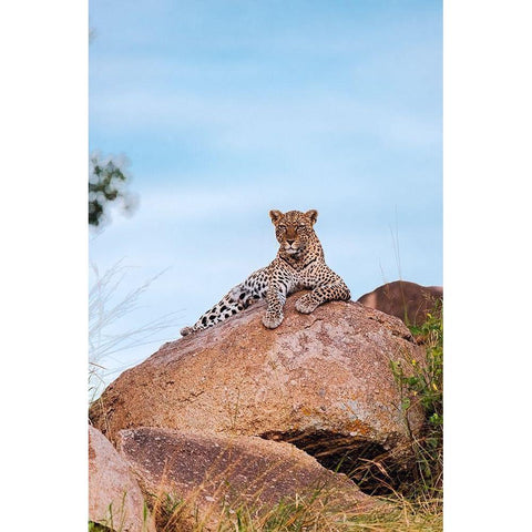 Africa-Tanzania-Serengeti National Park Leopard resting on boulder  Black Modern Wood Framed Art Print by Jaynes Gallery