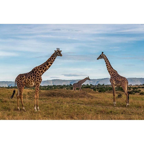 Africa-Tanzania-Serengeti National Park Giraffes on plain  Gold Ornate Wood Framed Art Print with Double Matting by Jaynes Gallery