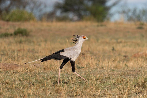 Africa-Tanzania-Serengeti National Park Secretary bird  Black Ornate Wood Framed Art Print with Double Matting by Jaynes Gallery