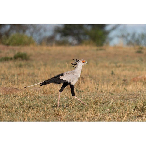 Africa-Tanzania-Serengeti National Park Secretary bird  Black Modern Wood Framed Art Print by Jaynes Gallery