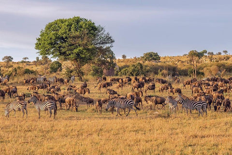 Africa-Tanzania-Serengeti National Park Zebras and wildebeests on plain  White Modern Wood Framed Art Print with Double Matting by Jaynes Gallery