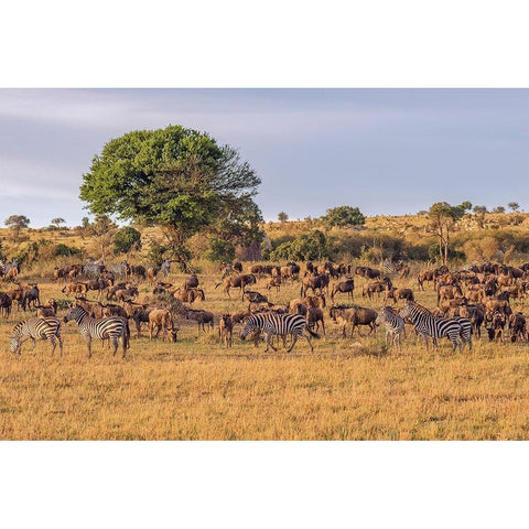 Africa-Tanzania-Serengeti National Park Zebras and wildebeests on plain  Black Modern Wood Framed Art Print by Jaynes Gallery