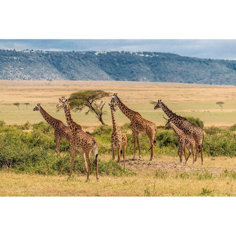 Africa-Tanzania-Serengeti National Park Giraffes on plain  Gold Ornate Wood Framed Art Print with Double Matting by Jaynes Gallery