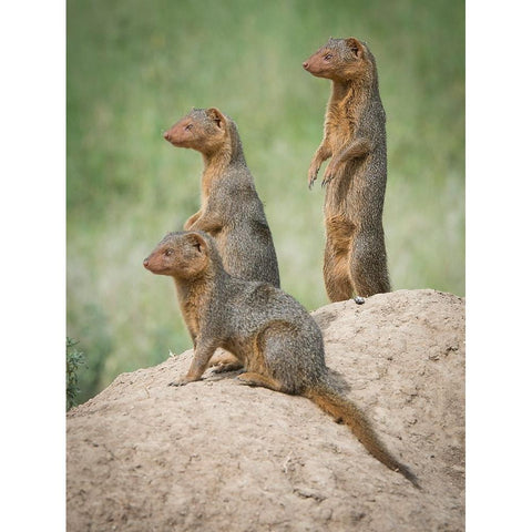 Africa-Tanzania A family of pygmy mongoose keeps vigil from atop an ant hill in the Serengeti Black Modern Wood Framed Art Print by Sederquist, Betty