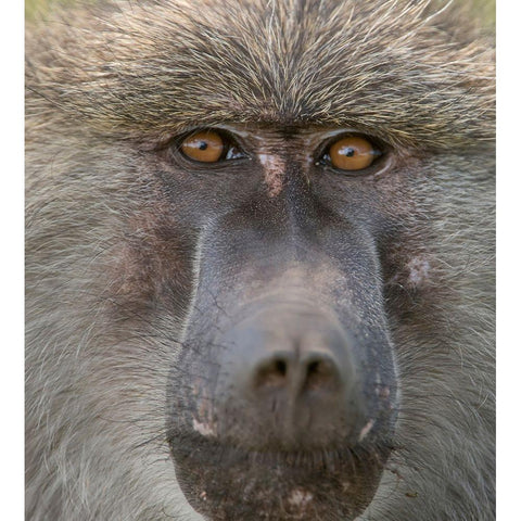 Africa-Tanzania Closeup of male baboon White Modern Wood Framed Art Print by Sederquist, Betty