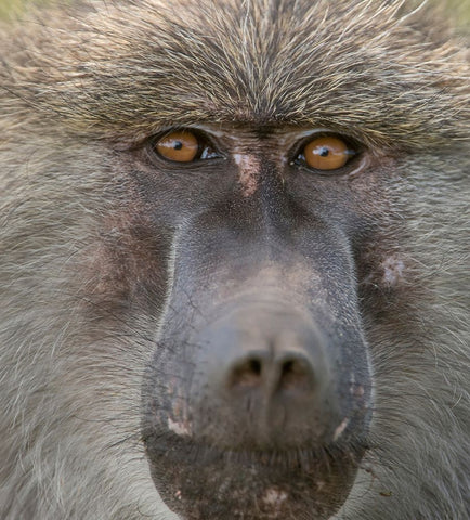 Africa-Tanzania Closeup of male baboon White Modern Wood Framed Art Print with Double Matting by Sederquist, Betty