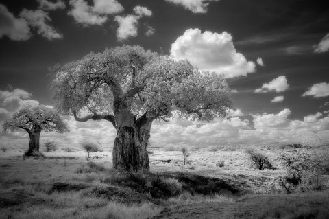 Africa-Tanzania Ancient baobab trees-dot the landscape in this infrared view White Modern Wood Framed Art Print with Double Matting by Sederquist, Betty