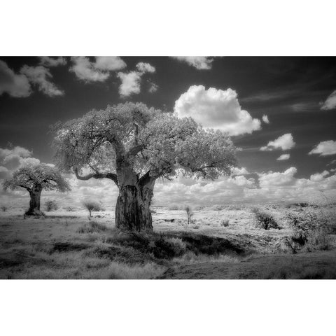 Africa-Tanzania Ancient baobab trees-dot the landscape in this infrared view Black Modern Wood Framed Art Print by Sederquist, Betty