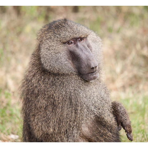 Africa-Tanzania A baboon face shows wisdom and personality on the African savannah Black Modern Wood Framed Art Print with Double Matting by Sederquist, Betty