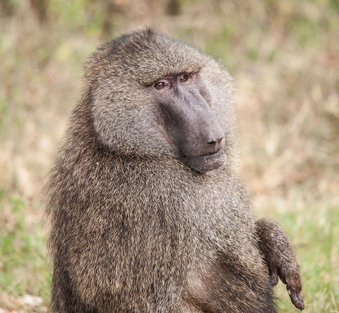 Africa-Tanzania A baboon face shows wisdom and personality on the African savannah White Modern Wood Framed Art Print with Double Matting by Sederquist, Betty