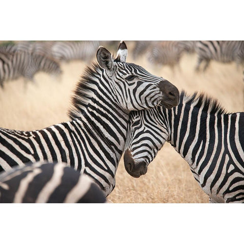 Africa-Tanzania Loving zebras nuzzle in the Serengeti Black Modern Wood Framed Art Print with Double Matting by Sederquist, Betty
