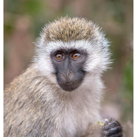 Africa Tanzania Vervet baby in the Serengeti Gold Ornate Wood Framed Art Print with Double Matting by Sederquist, Betty
