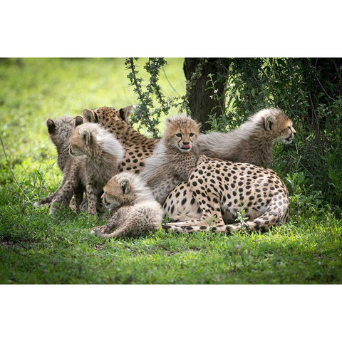 Africa-Tanzania cute cheetah cubs snuggle close to their mother in the Ndutu area of the Serengeti Black Modern Wood Framed Art Print by Sederquist, Betty