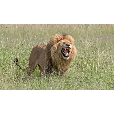 Africa-Tanzania-Serengeti Lion displaying the Flehmen reaction Black Modern Wood Framed Art Print with Double Matting by Sleicher, Charles