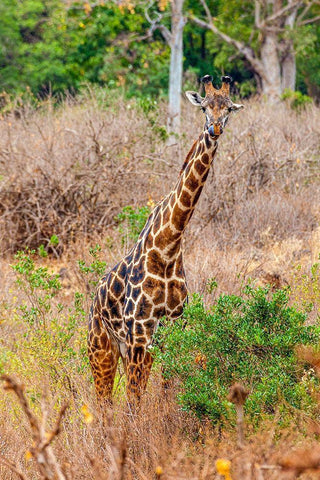 A Maasai giraffe looks on as a safari drives by White Modern Wood Framed Art Print with Double Matting by Richardson, Larry