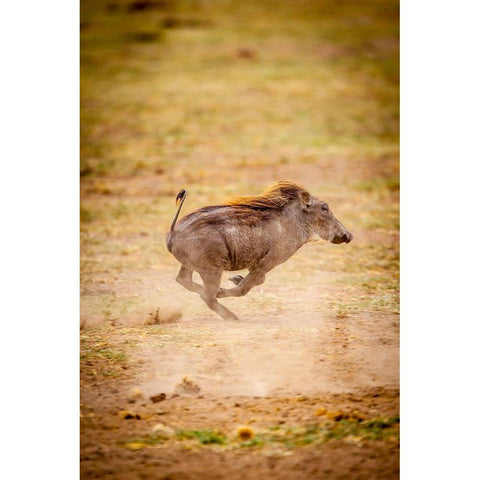 A young warthog kicks up dust as it runs Black Modern Wood Framed Art Print with Double Matting by Richardson, Larry