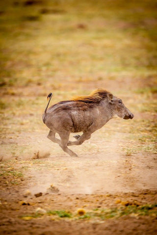 A young warthog kicks up dust as it runs Black Ornate Wood Framed Art Print with Double Matting by Richardson, Larry