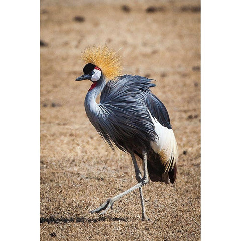 A grey crown crane is seen in Ngorongoro Crater-Tanzania White Modern Wood Framed Art Print by Richardson, Larry