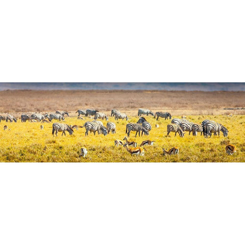 Thompsons gazelle and zebra feed among the grasslands within the Ngorongoro Crater Black Modern Wood Framed Art Print with Double Matting by Richardson, Larry