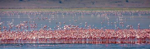Lesser flamingos rest and feed in Lake Magadi inside Ngorongoro Crater-Tanzania White Modern Wood Framed Art Print with Double Matting by Richardson, Larry